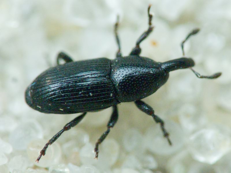 Labiaticola melas (Boheman, 1836)